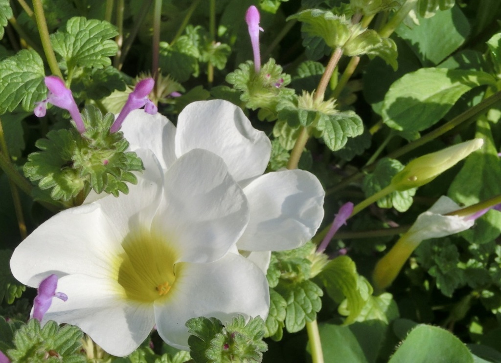 ホトケノザ、オキザリスB