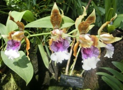 オドントグロッスム・ハリーアヌム