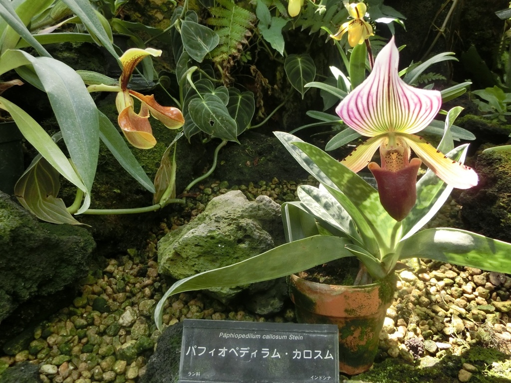 パフィオペディラム・カロスム
