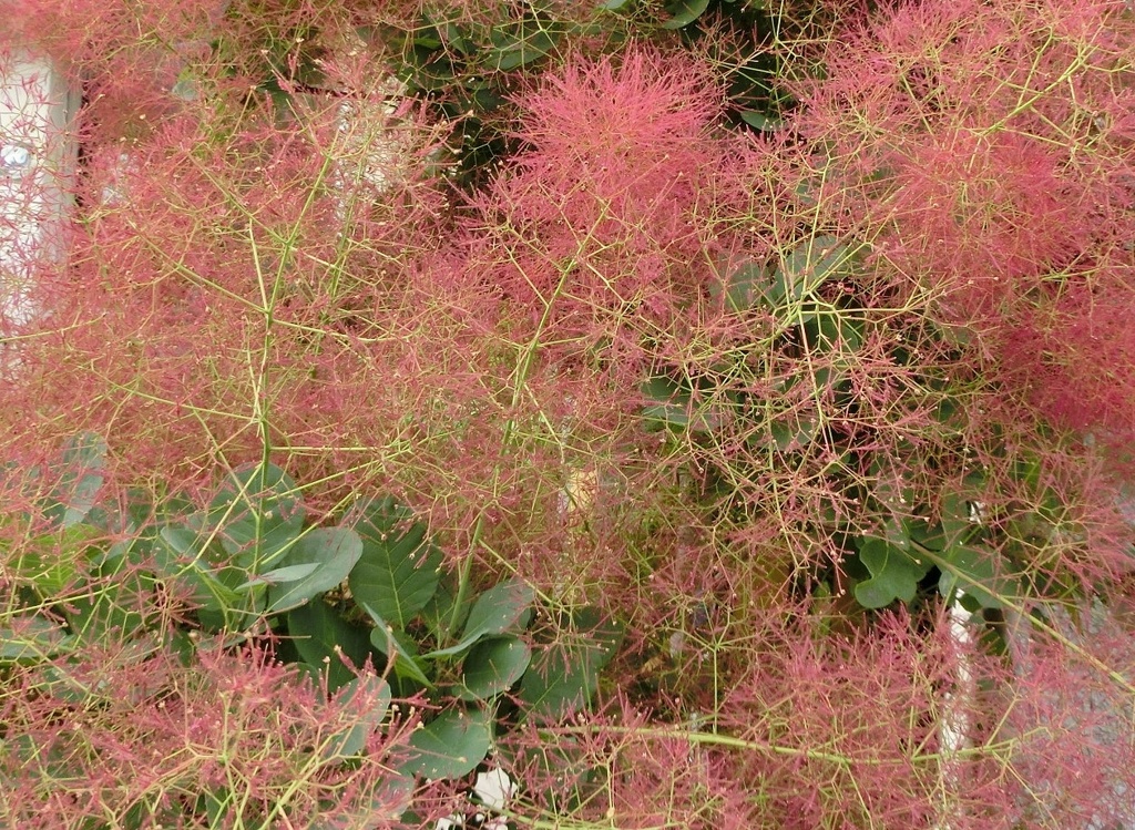 スモークツリーB