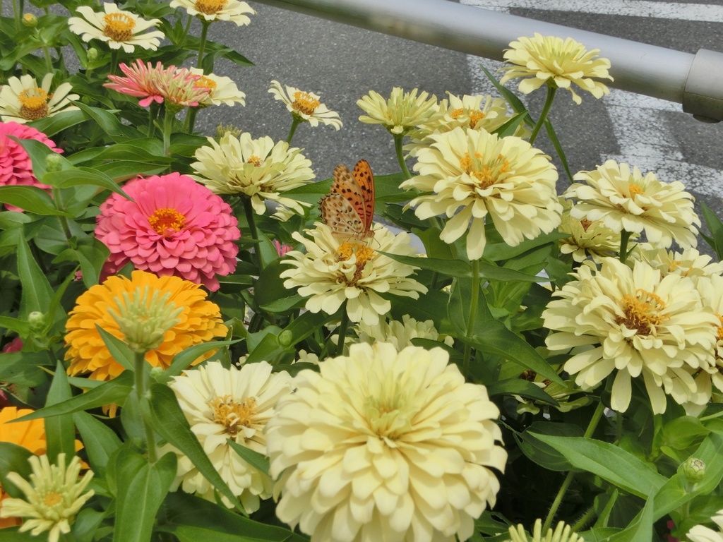 百日草27