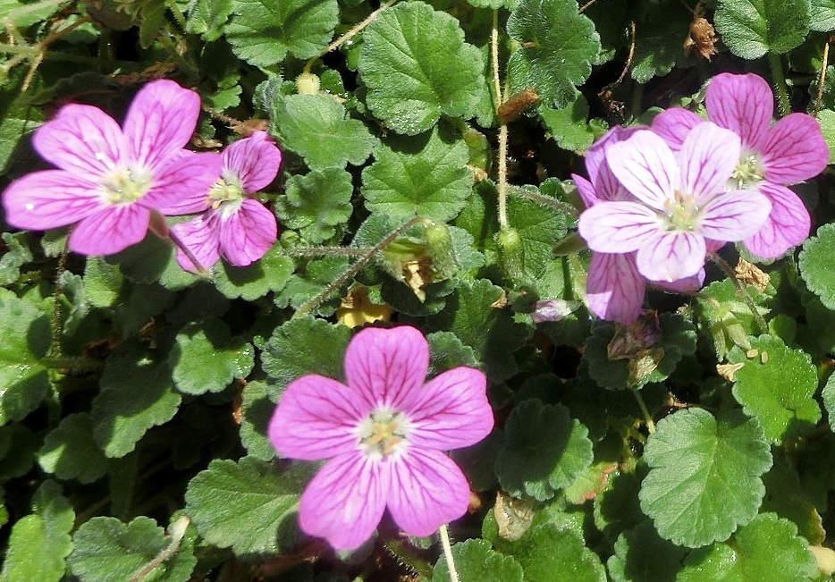 エロディウム・バリアビレC