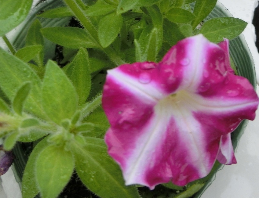 スターパープルA