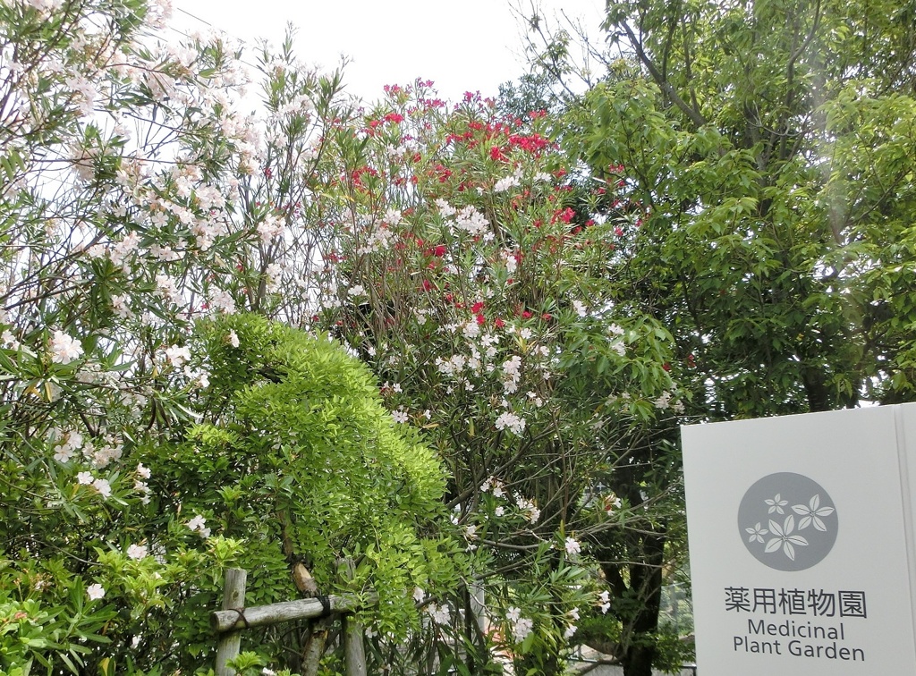 夾竹桃と薬用植物園