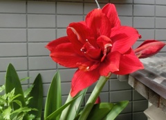 アマリリスD