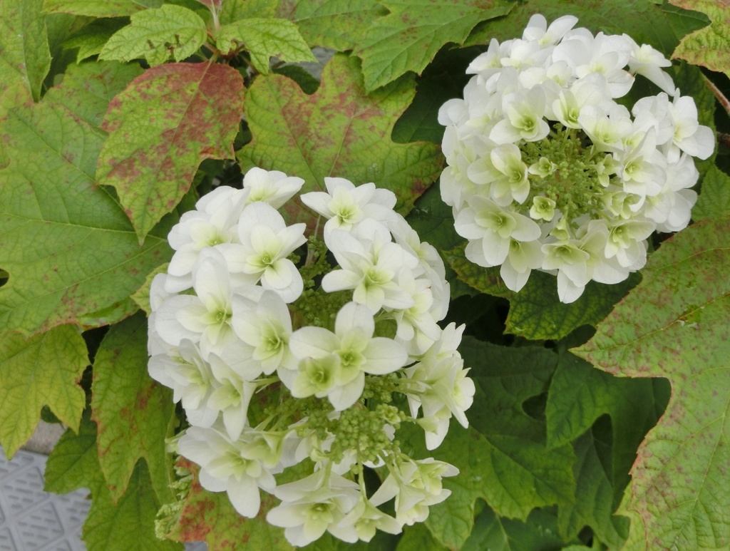 カシワバアジサイB