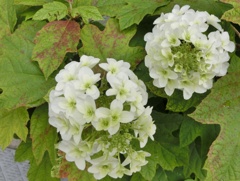 カシワバアジサイB