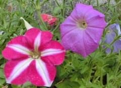 ペチュニアA