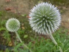 ルリタマアザミA