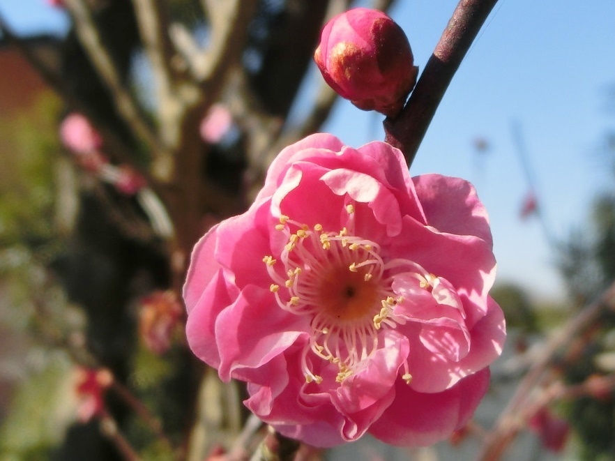 ヤエカンコウバイA