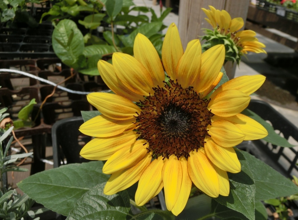 コンパクトヒマワリF