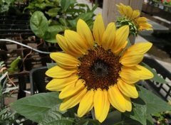 コンパクトヒマワリF