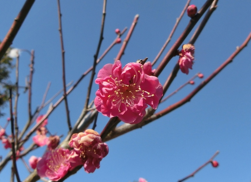 ヤエカンコウバイB