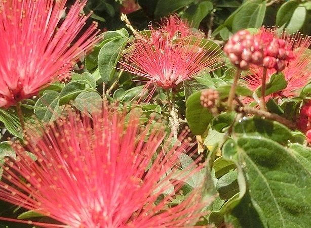 カリアンドラ・C