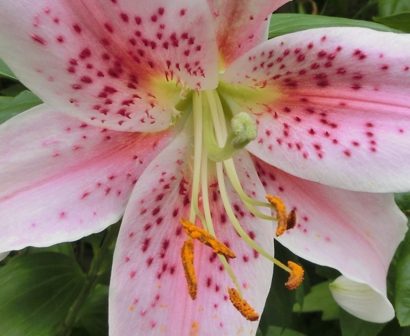 カノコユリ（鹿の子百合）