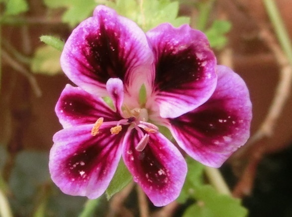 ペラルゴニュームA