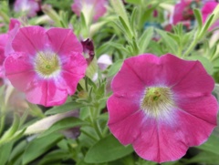 栄養系ペチュニアローズB