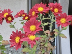 菊31