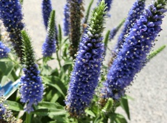 ベロニカ・ハミングバードC