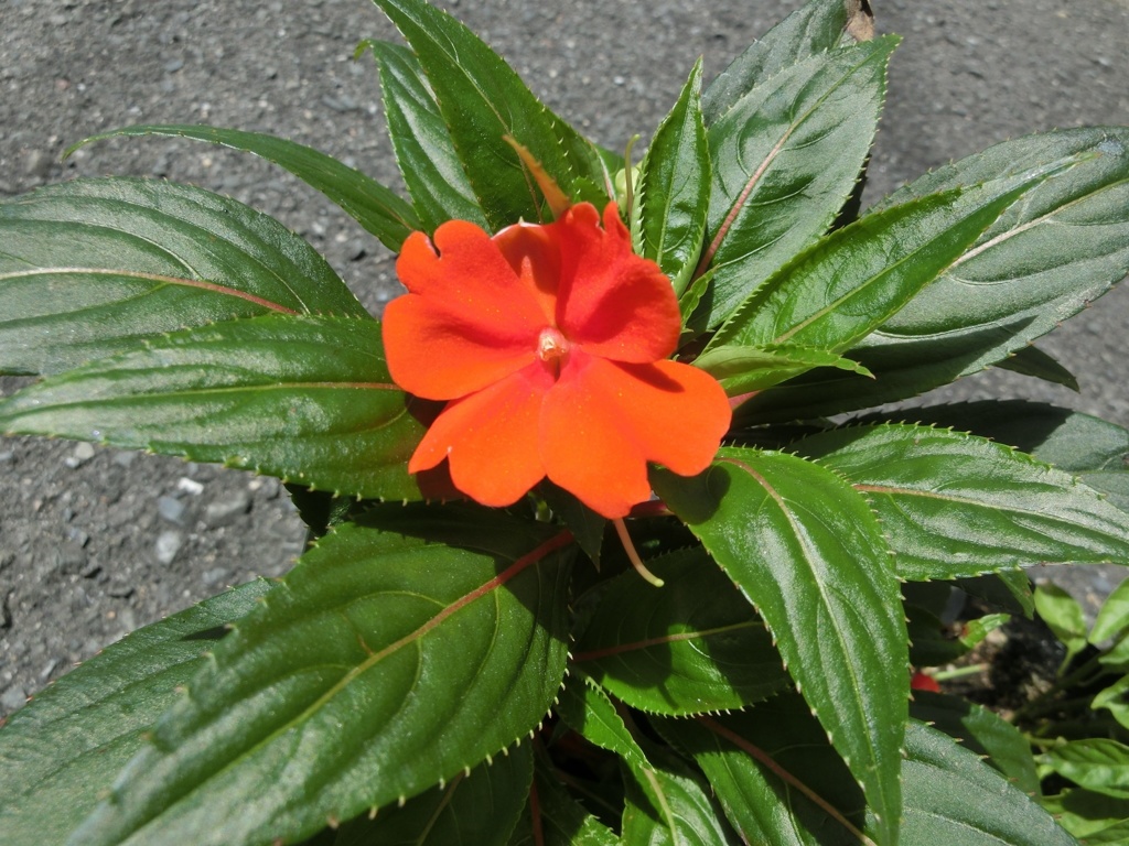 インパチェンスA