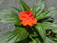 インパチェンスA