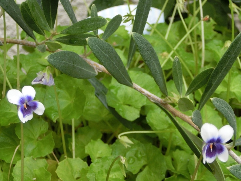 宿根パンダスミレA
