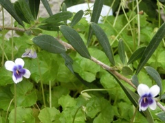 宿根パンダスミレA