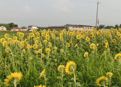 ヒマワリが一杯C