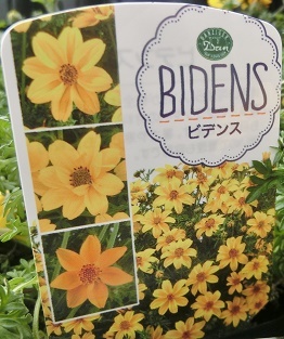 ビデンス名札
