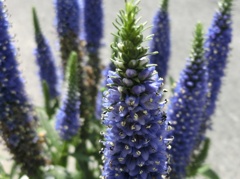 ベロニカ・ハミングバードB