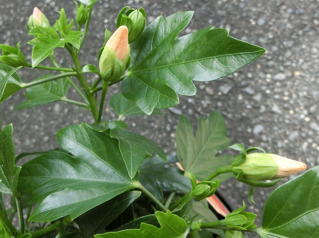 ハイビスカスツボミ