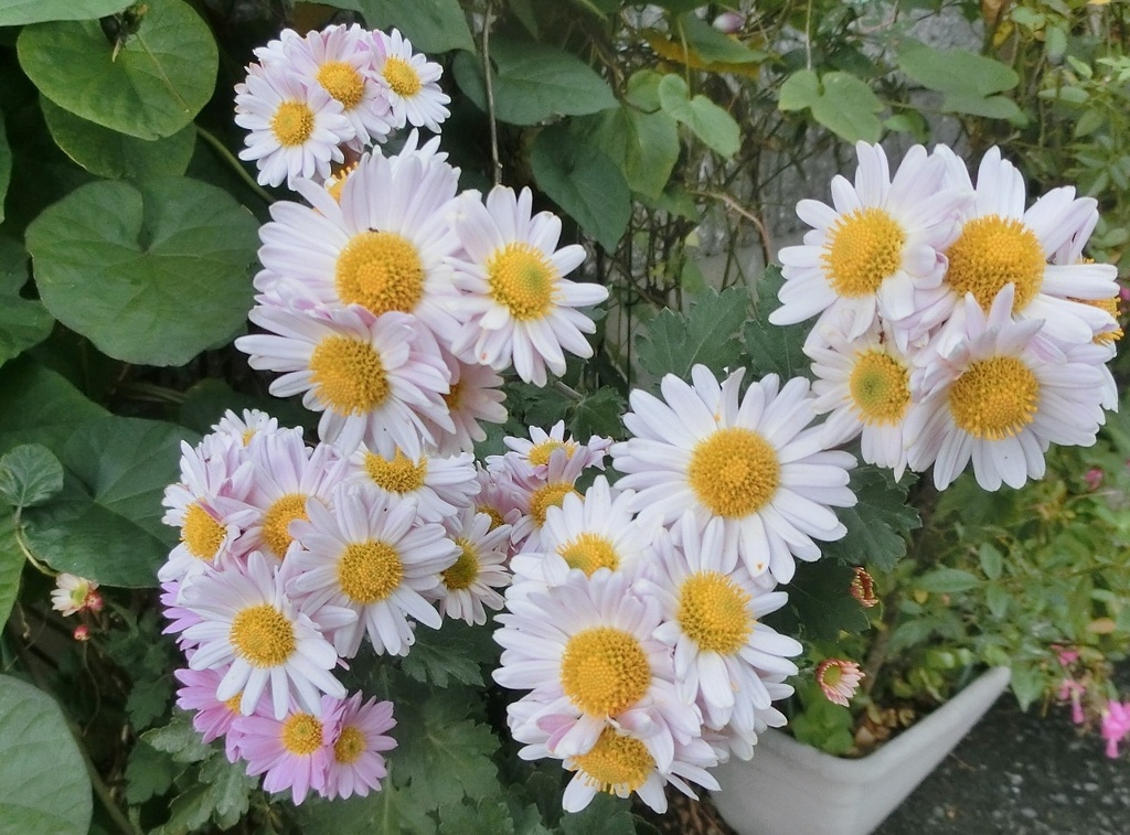 菊28