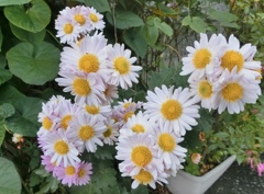 菊28