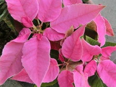 ポインセチアＩ