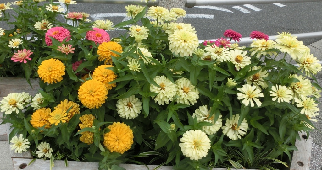 百日草19