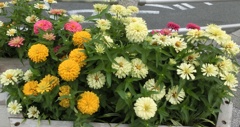 百日草19