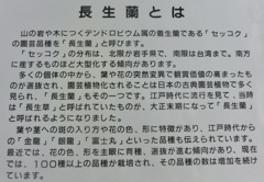 長生蘭とは