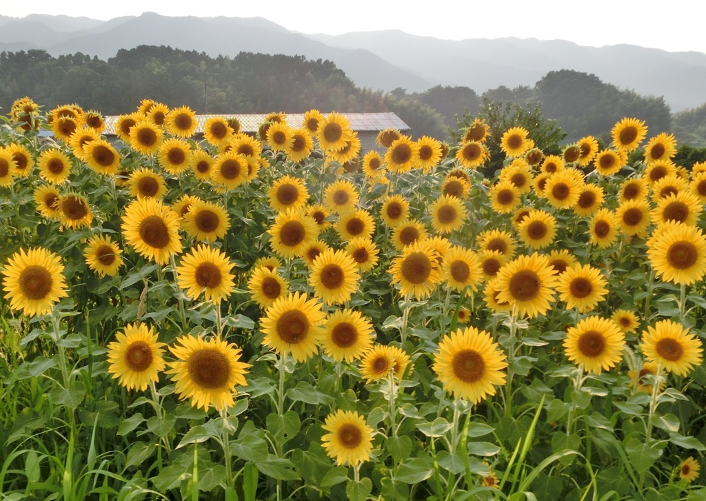 ヒマワリが一杯G