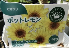 コンパクトヒマワリC