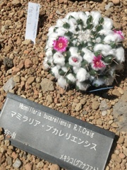 マミラリア・ブカレリエンシス