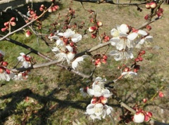 ホウリュウカクB