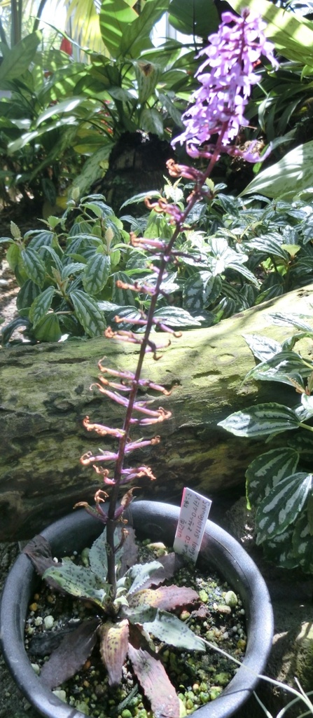 ステノグロッティス・ロンギA