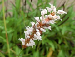 イブキトラノオA