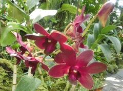 デンドロビウム・ワシントン