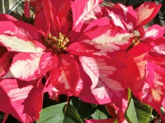 ポインセチアD