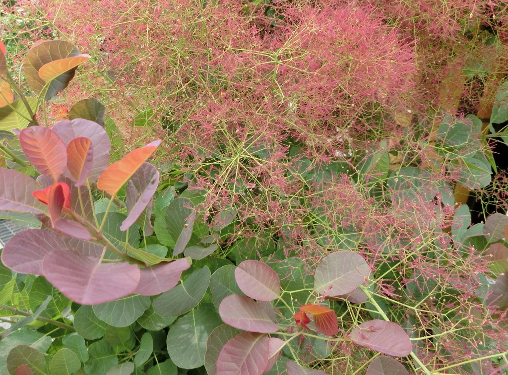 スモークツリーC