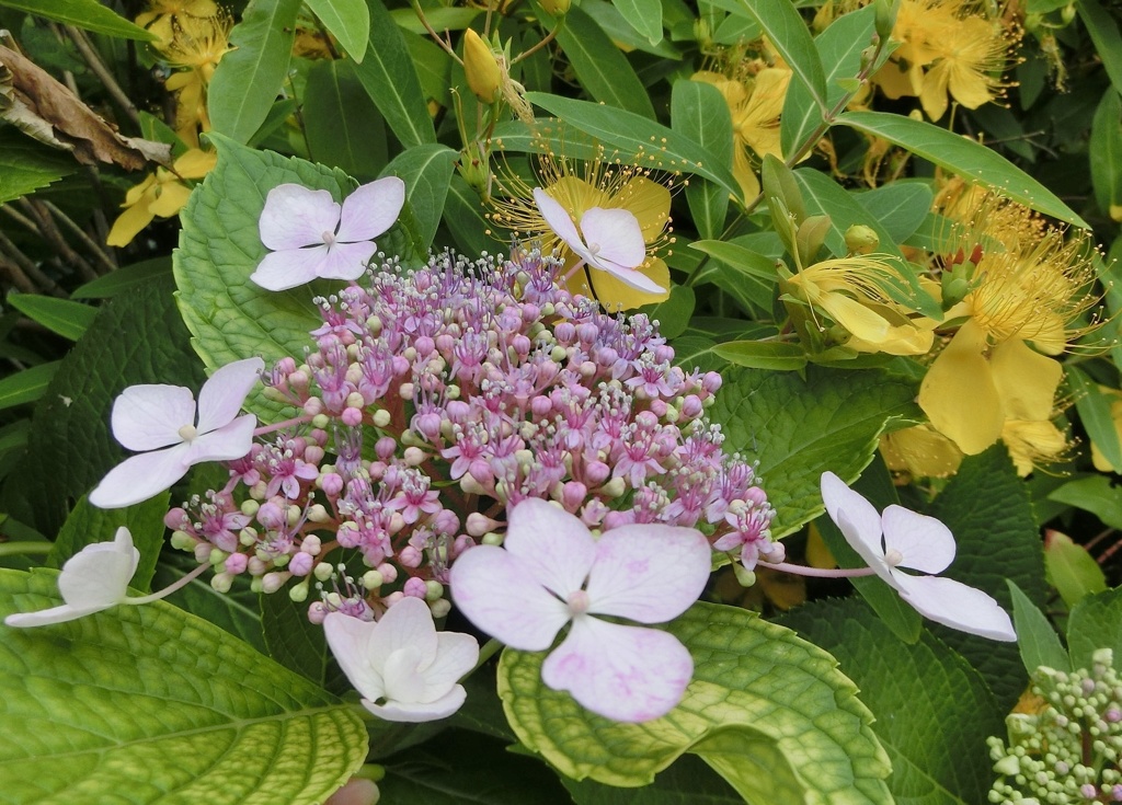 紫陽花と美容柳A