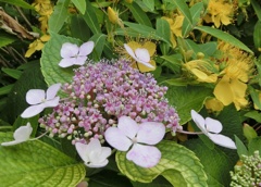 紫陽花と美容柳A