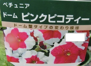 ドームピンクピコティーA