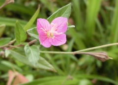 アカバナユウゲショウ